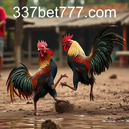 The Controversial World of Rinha de Galos and the Role of 337BET